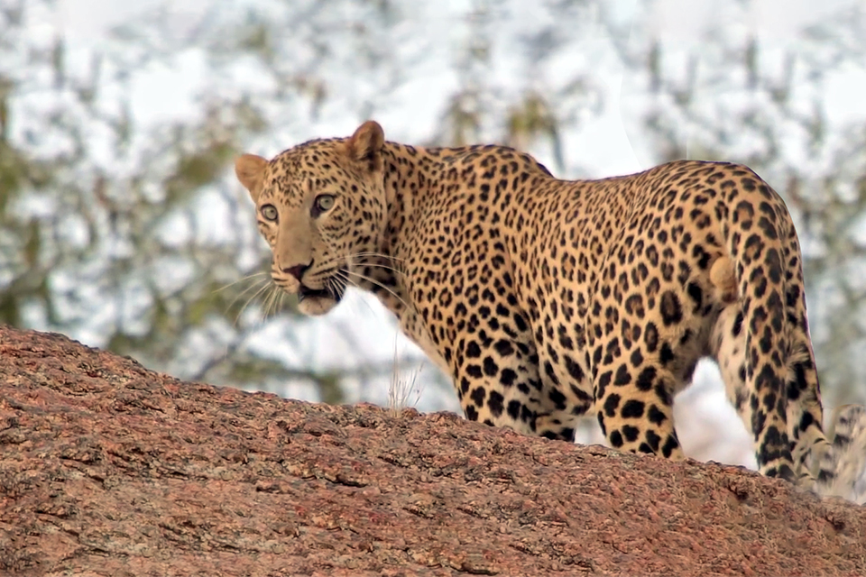 jawai leopard safari in rajasthan
