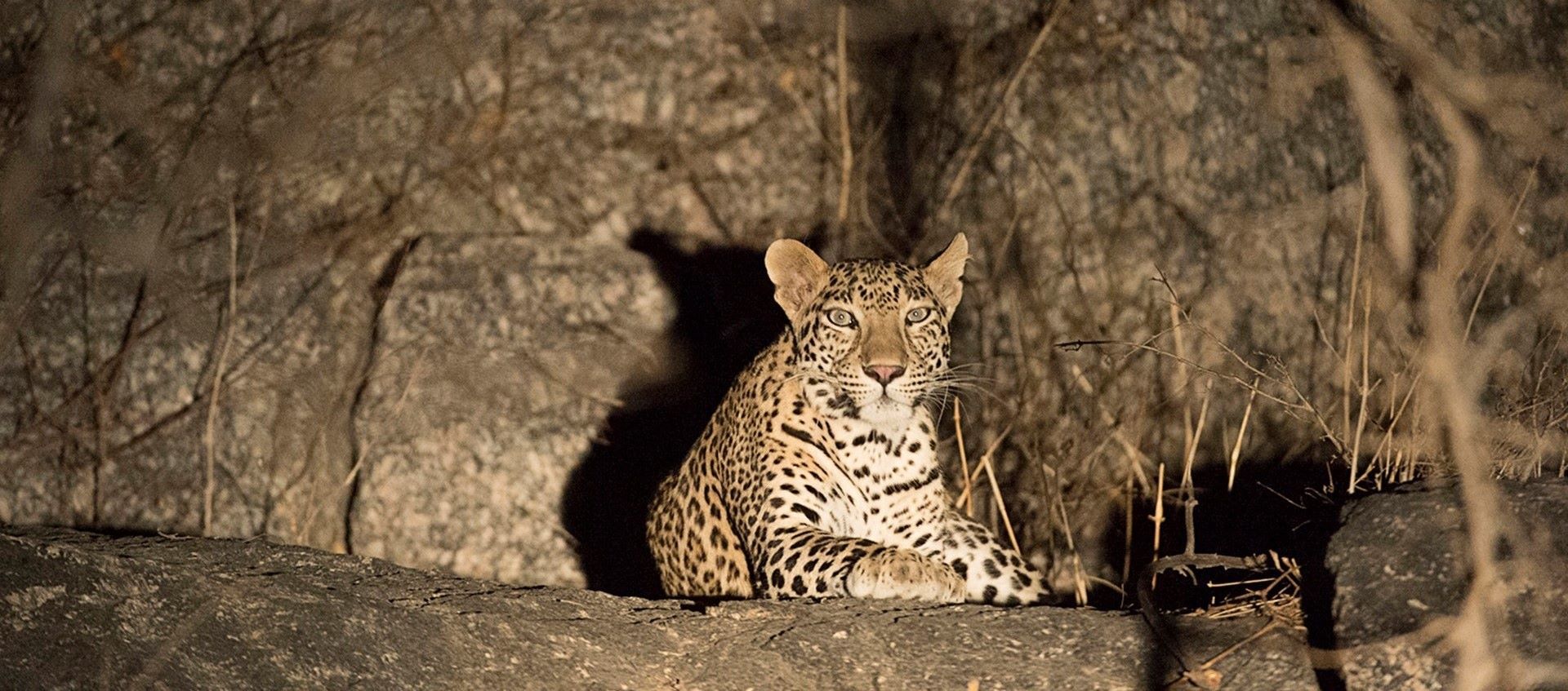 jawai leopard safari