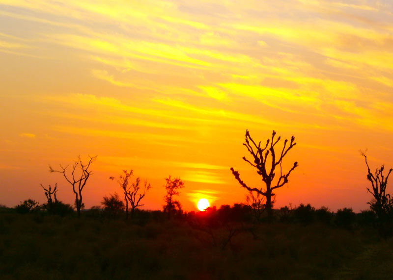 sleeping under the stars!&nbsp;thar desert jaisalmer